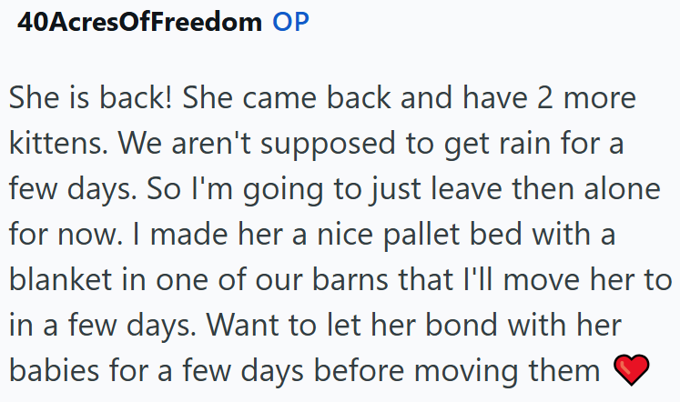 40AcresOfFreedom OP She is back! She came back and have 2 more kittens. We aren't supposed to get rain for a few days. So I'm going to just leave then alone for now. I made her a nice pallet bed with a blanket in one of our barns that I'll move her to in a few days. Want to let her bond with her babies for a few days before moving them