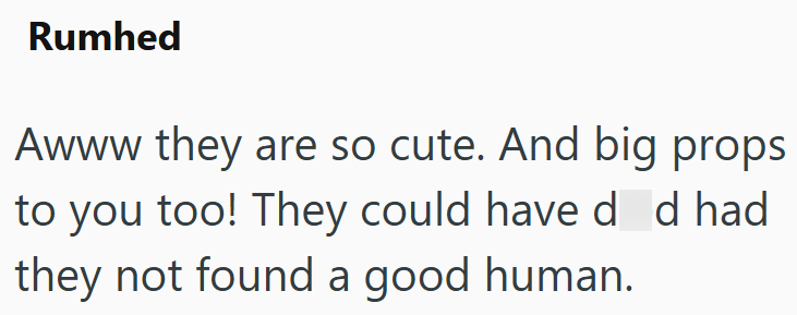 Rumhed Awww they are so cute. And big props to you too! They could have d d had they not found a good human.