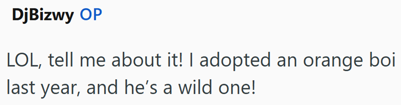 DjBizwy OP LOL, tell me about it! I adopted an orange boi last year, and he's a wild one!