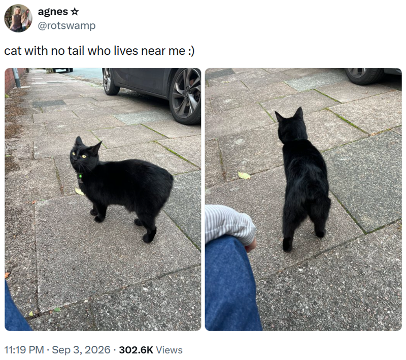 agnes ✰ @rotswamp cat with no tail who lives near me :) 11:19 PM - Sep 3, 2026 - 302.6K Views