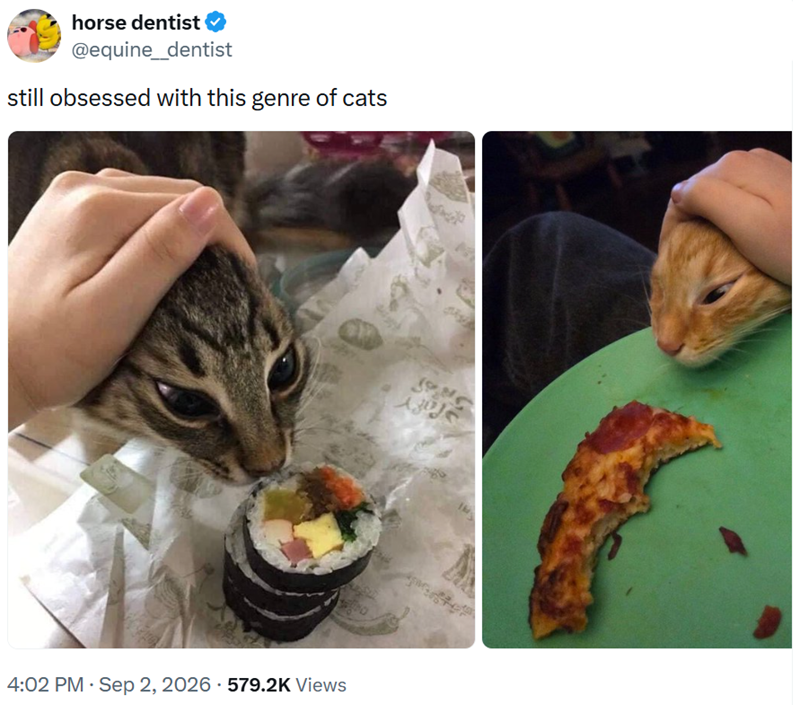 horse dentist @equine_dentist still obsessed with this genre of cats 4:02 PM · Sep 2, 2026 579.2K Views