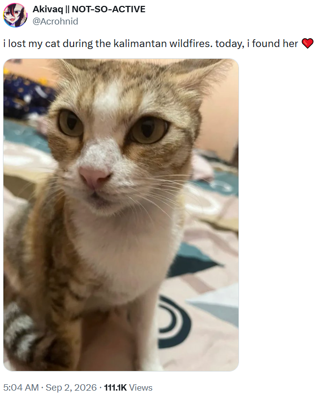 Akivaq || NOT-SO-ACTIVE @Acrohnid i lost my cat during the kalimantan wildfires. today, i found her • 5:04 AM · Sep 2, 2026 111.1K Views