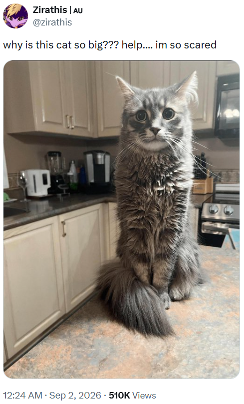 Zirathis | AU @zirathis why is this cat so big??? help.... im so scared ין 12:24 AM · Sep 2, 2026 · 510K Views