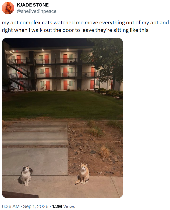 KJADE STONE @shelivedinpeace my apt complex cats watched me move everything out of my apt and right when i walk out the door to leave they're sitting like this . 6:36 AM ⚫ Sep 1, 2026 1.2M Views