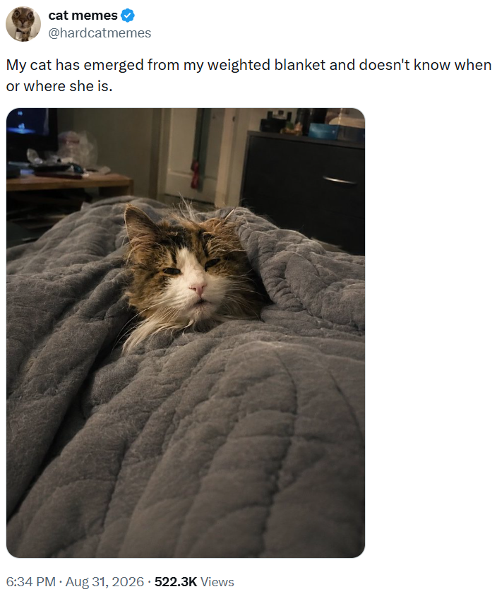 cat memes @hardcatmemes My cat has emerged from my weighted blanket and doesn't know when or where she is. 6:34 PM • Aug 31, 2026 522.3K Views