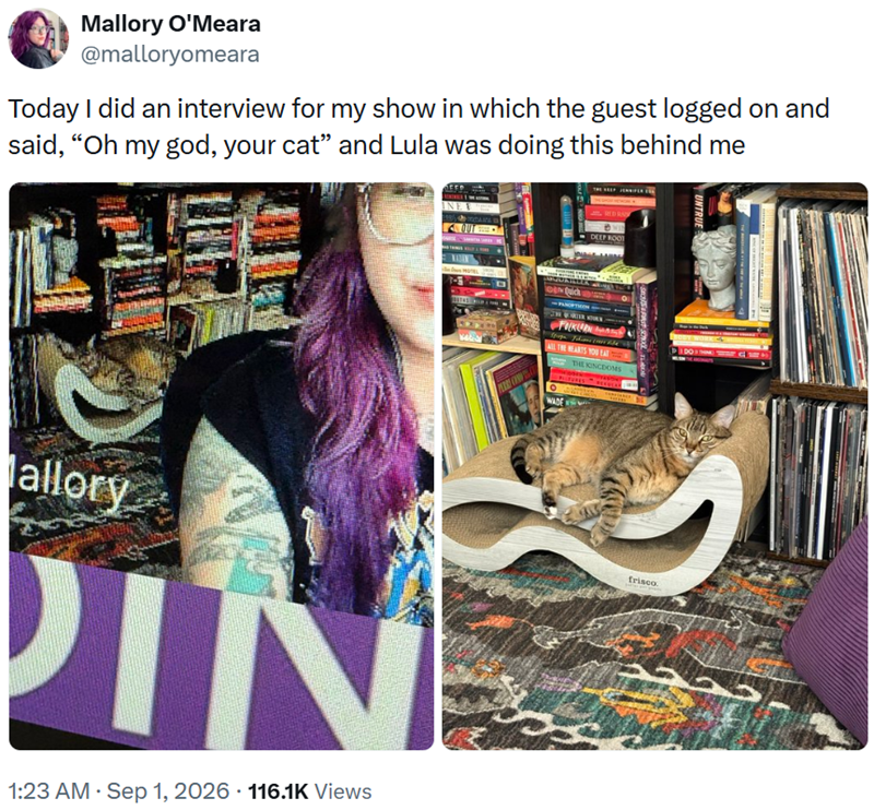 Mallory O'Meara @malloryomeara Today I did an interview for my show in which the guest logged on and said, "Oh my god, your cat" and Lula was doing this behind me Mallory PIN 1:23 AM ⚫ Sep 1, 2026 116.1K Views Quick DEEP ROOT UNTRUE DOT ALL THE HEARTS YOU E WADE THE KINGDOMS frisco.