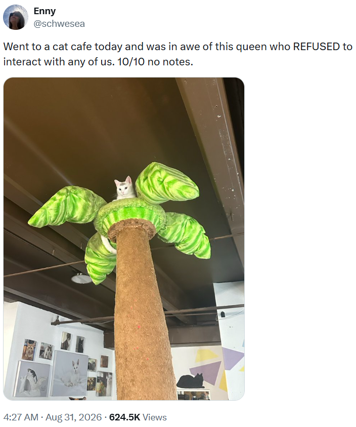 Enny @schwesea Went to a cat cafe today and was in awe of this queen who REFUSED to interact with any of us. 10/10 no notes. 4:27 AM • Aug 31, 2026 624.5K Views
