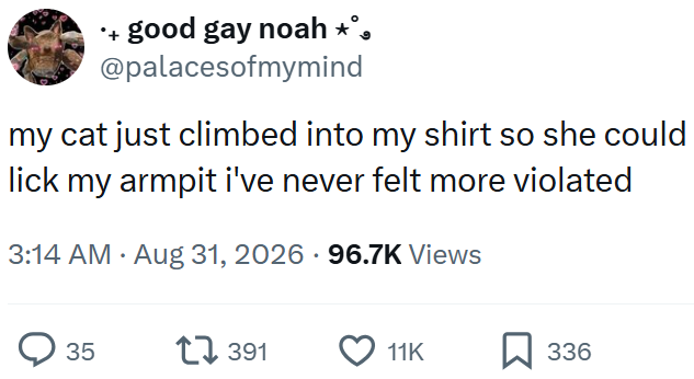 good gay noah *°, @palacesofmymind my cat just climbed into my shirt so she could lick my armpit i've never felt more violated 3:14 AM • Aug 31, 2026 96.7K Views 35 17391 11K 336