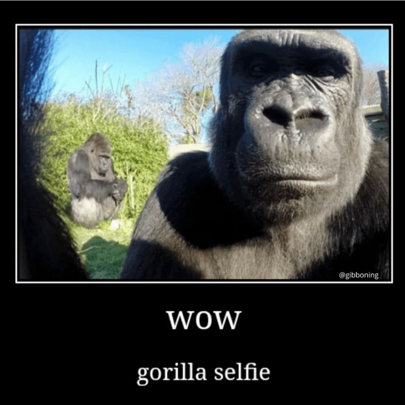 WOW gorilla selfie @gibboning