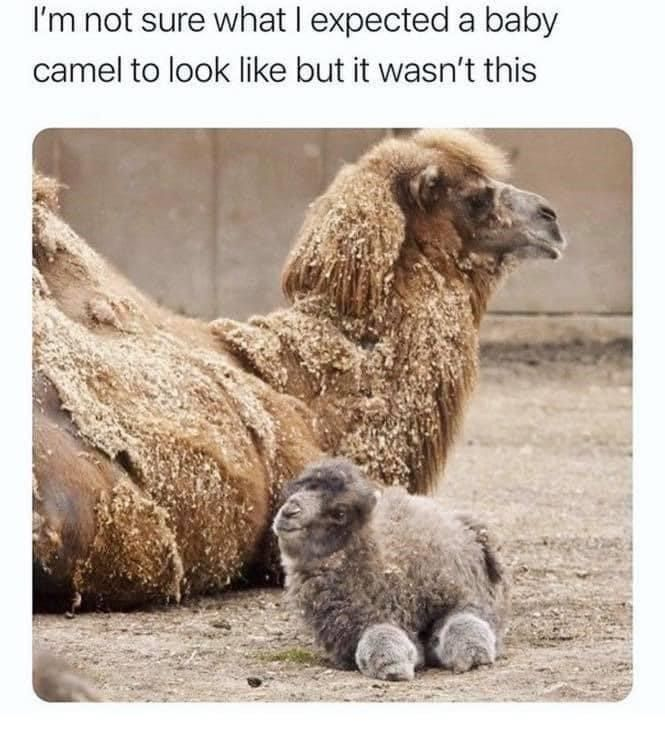 I'm not sure what I expected a baby camel to look like but it wasn't this