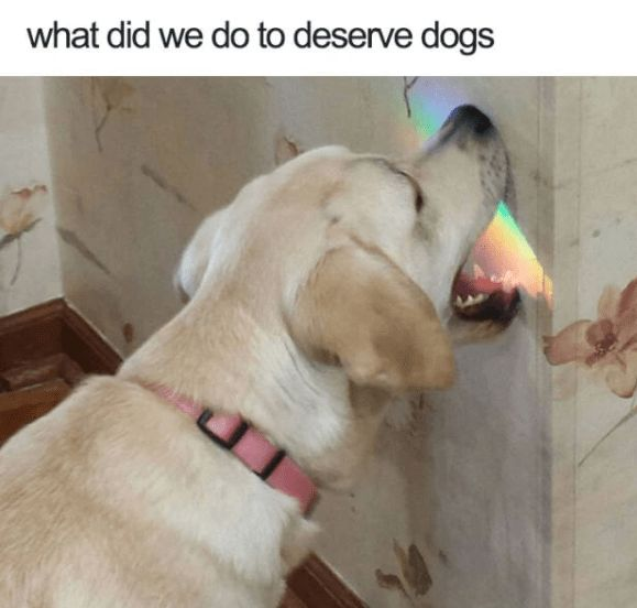 what did we do to deserve dogs