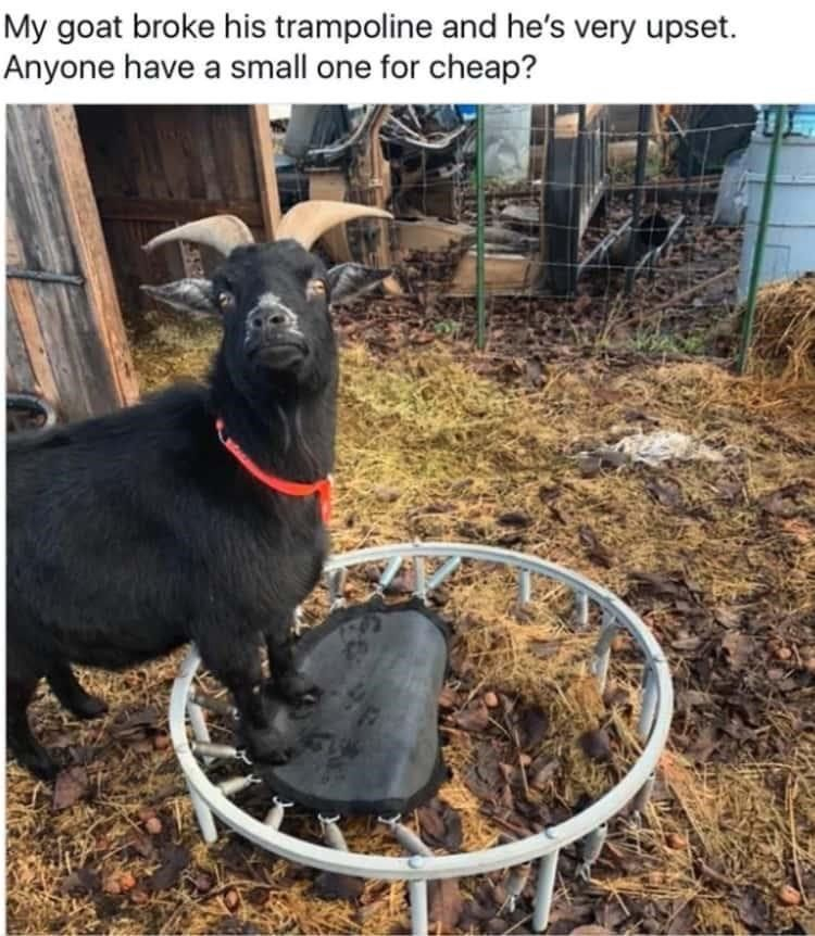 My goat broke his trampoline and he's very upset. Anyone have a small one for cheap?