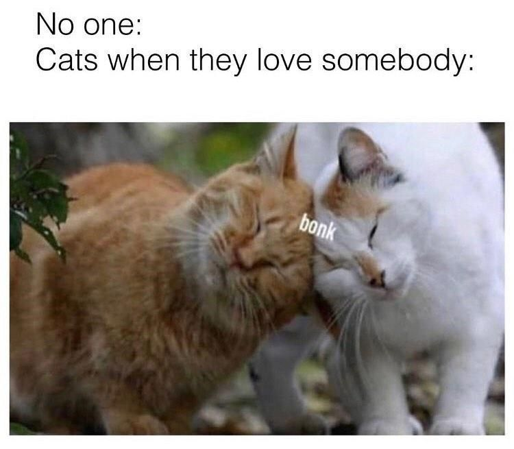 No one: Cats when they love somebody: bonk