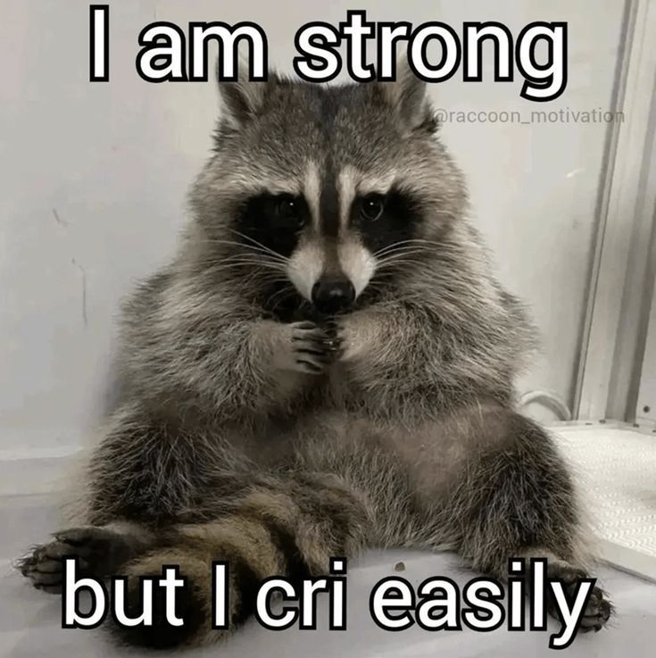 I am strong @raccoon_motivation but I cri easily