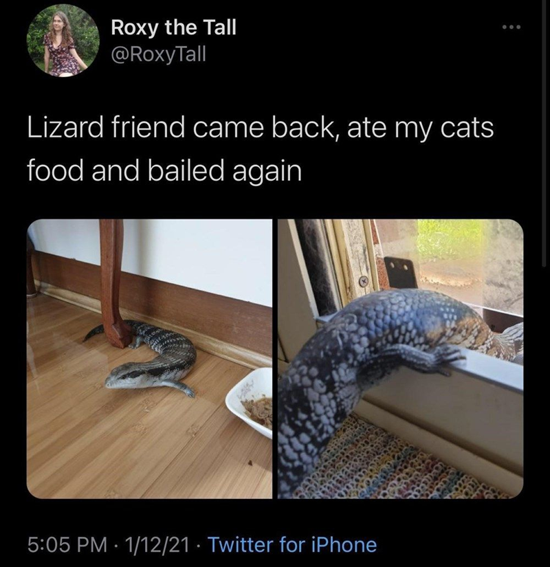 Roxy the Tall @RoxyTall Lizard friend came back, ate my cats food and bailed again • 5:05 PM 1/12/21 Twitter for iPhone