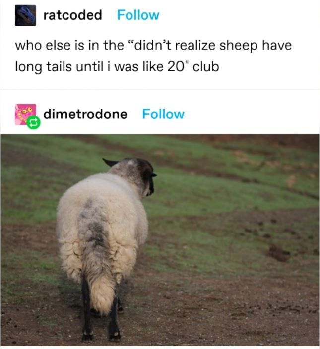 ratcoded Follow who else is in the "didn't realize sheep have long tails until i was like 20" club dimetrodone Follow