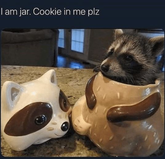 I am jar. Cookie in me plz