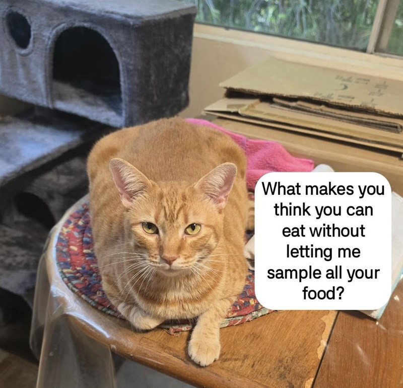 What makes you think you can eat without letting me sample all your food?