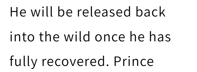 He will be released back into the wild once he has fully recovered. Prince