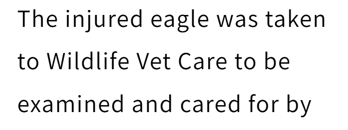 The injured eagle was taken to Wildlife Vet Care to be examined and cared for by