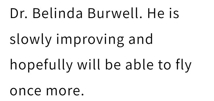 Dr. Belinda Burwell. He is slowly improving and hopefully will be able to fly. once more.