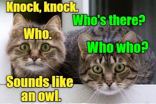 Knock, knock. Who's there? Who. Who who? Sounds like an owl.