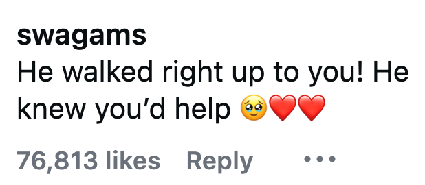 swagams He walked right up to you! He knew you'd help ♥♥ 76,813 likes Reply