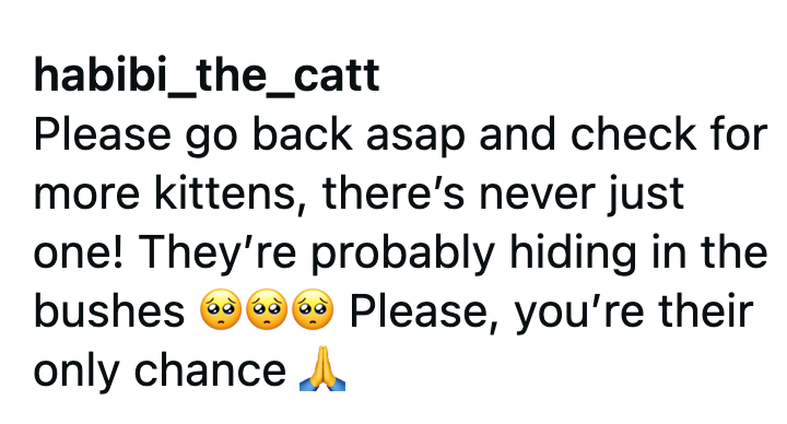 habibi_the_catt Please go back asap and check for more kittens, there's never just one! They're probably hiding in the bushes only chance A Please, you're their
