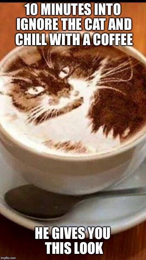 imgflip.com 10 MINUTES INTO IGNORE THE CAT AND CHILL WITH A COFFEE HE GIVES YOU THIS LOOK