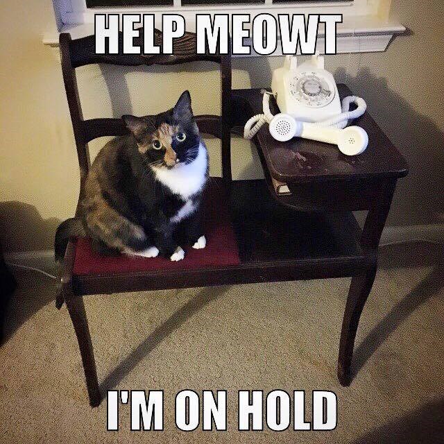 HELP MEOWT I'M ON HOLD