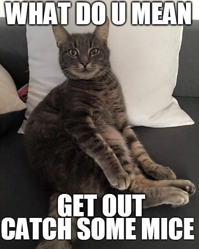 WHAT DO U MEAN GET OUT CATCH SOME MICE