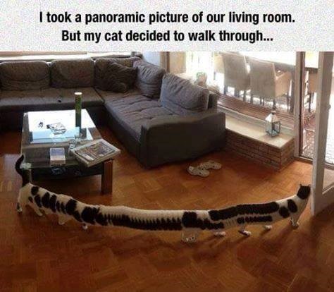 I took a panoramic picture of our living room. But my cat decided to walk through...
