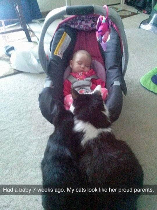 Had a baby 7 weeks ago. My cats look like her proud parents.