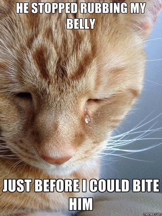 HE STOPPED RUBBING MY BELLY JUST BEFORE I COULD BITE HIM memes.com