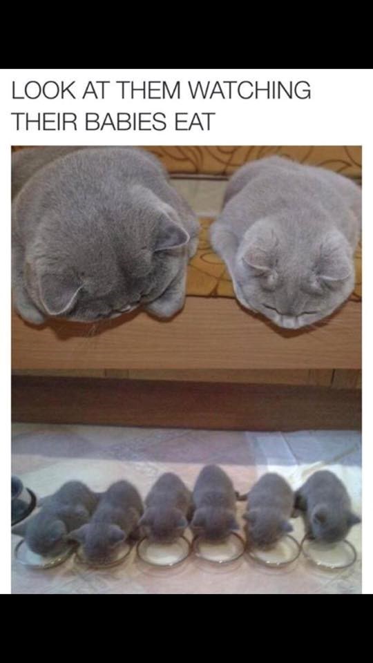 LOOK AT THEM WATCHING THEIR BABIES EAT