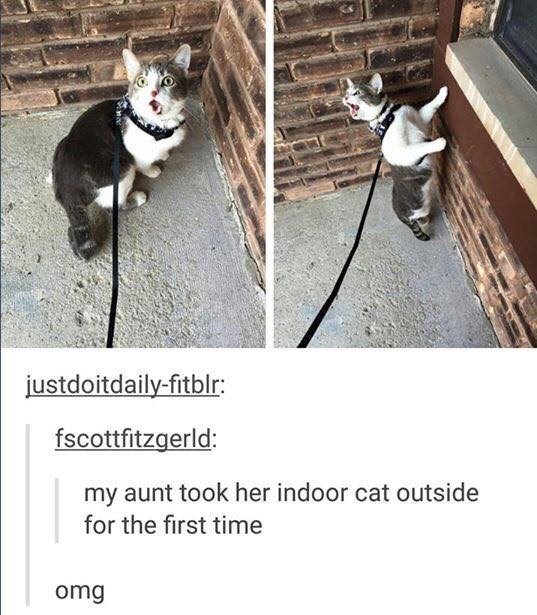justdoitdaily-fitblr: fscottfitzgerld: my aunt took her indoor cat outside for the first time omg