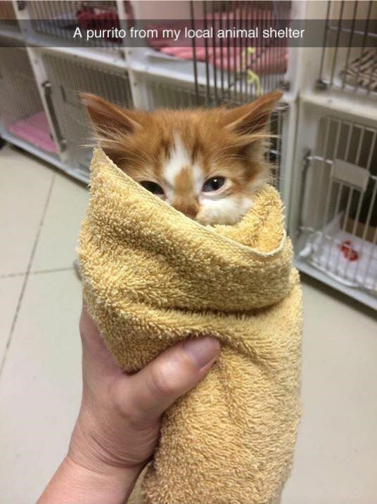 A purrito from my local animal shelter