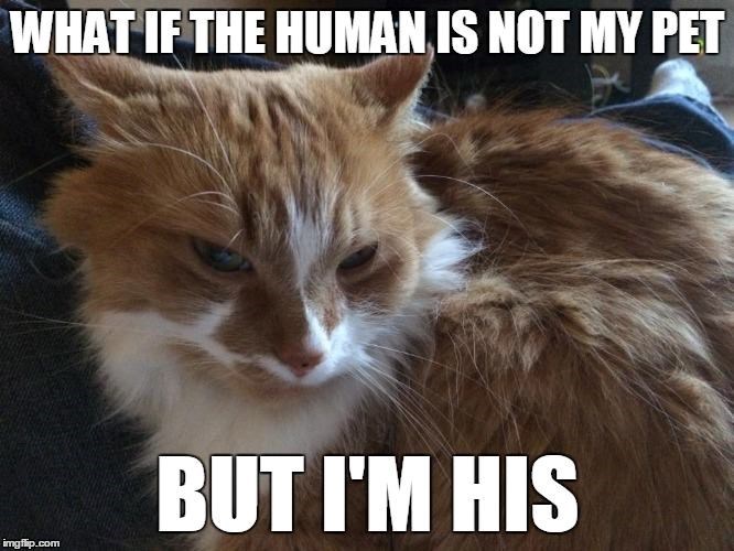 WHAT IF THE HUMAN IS NOT MY PET imgflip.com BUT I'M HIS