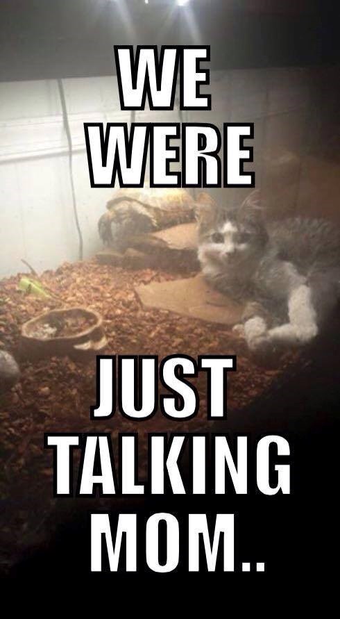 WE WERE JUST TALKING MOM..