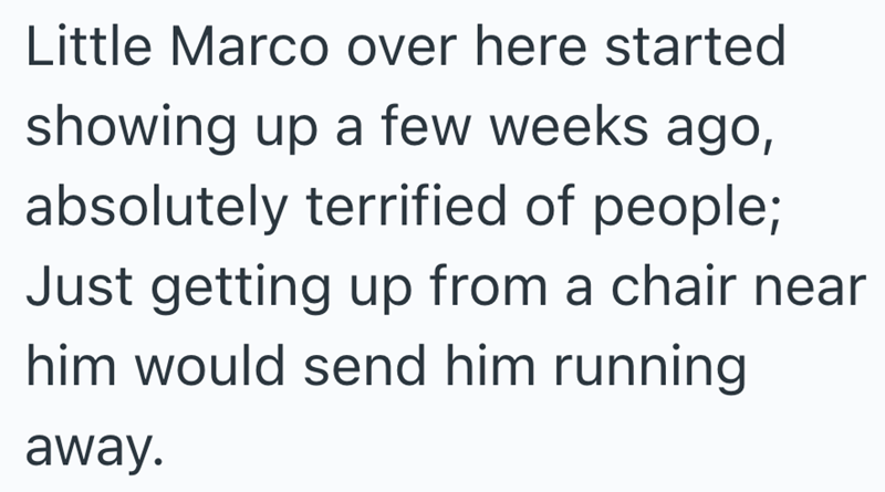 Little Marco over here started showing up a few weeks ago, absolutely terrified of people; Just getting up from a chair near him would send him running away.