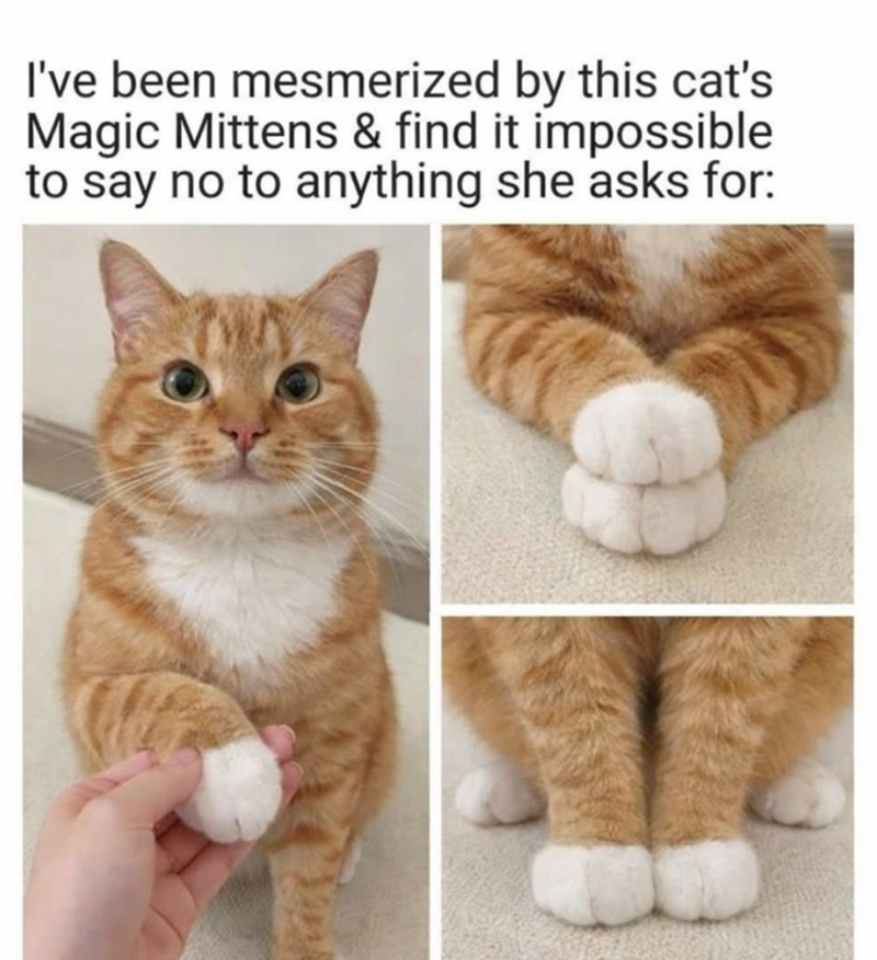 I've been mesmerized by this cat's Magic Mittens & find it impossible to say no to anything she asks for: