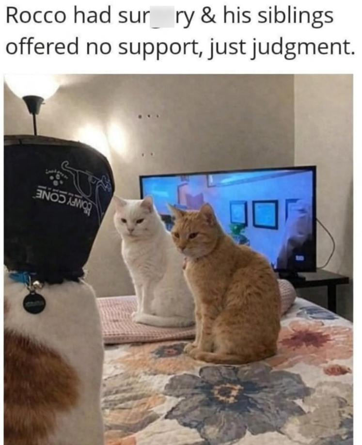 Rocco had surry & his siblings offered no support, just judgment.