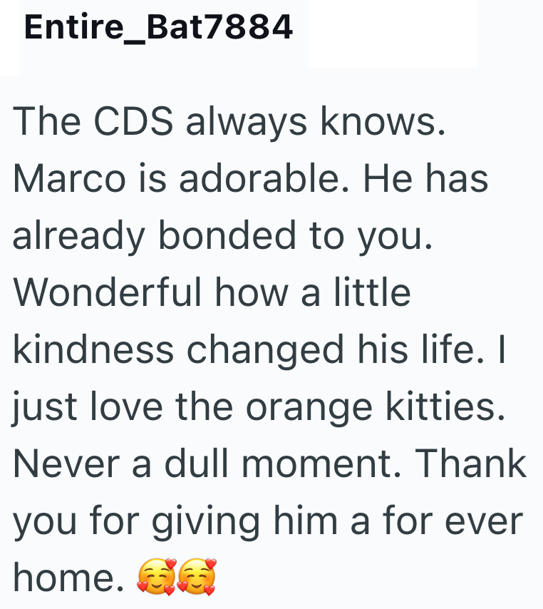 Entire_Bat7884 The CDS always knows. Marco is adorable. He has already bonded to you. Wonderful how a little kindness changed his life. I just love the orange kitties. Never a dull moment. Thank you for giving him a for ever home.