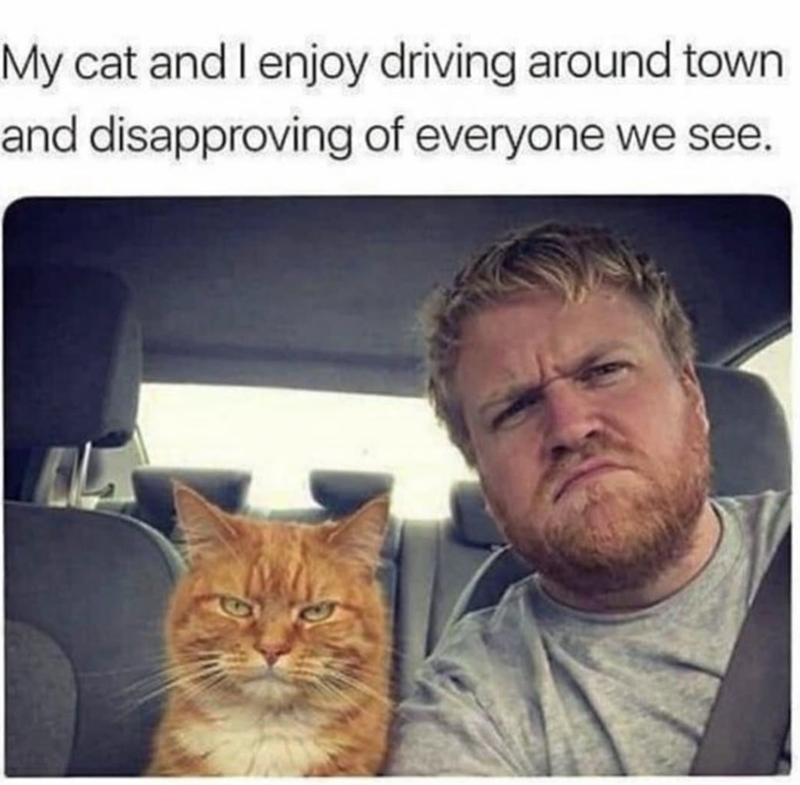 My cat and I enjoy driving around town and disapproving of everyone we see.