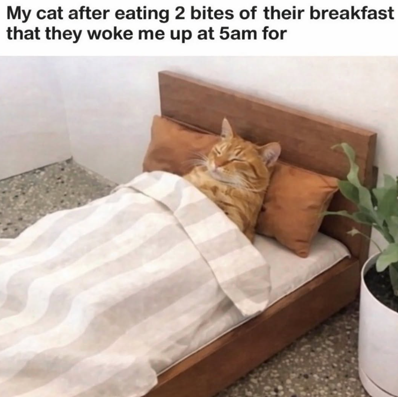My cat after eating 2 bites of their breakfast that they woke me up at 5am for