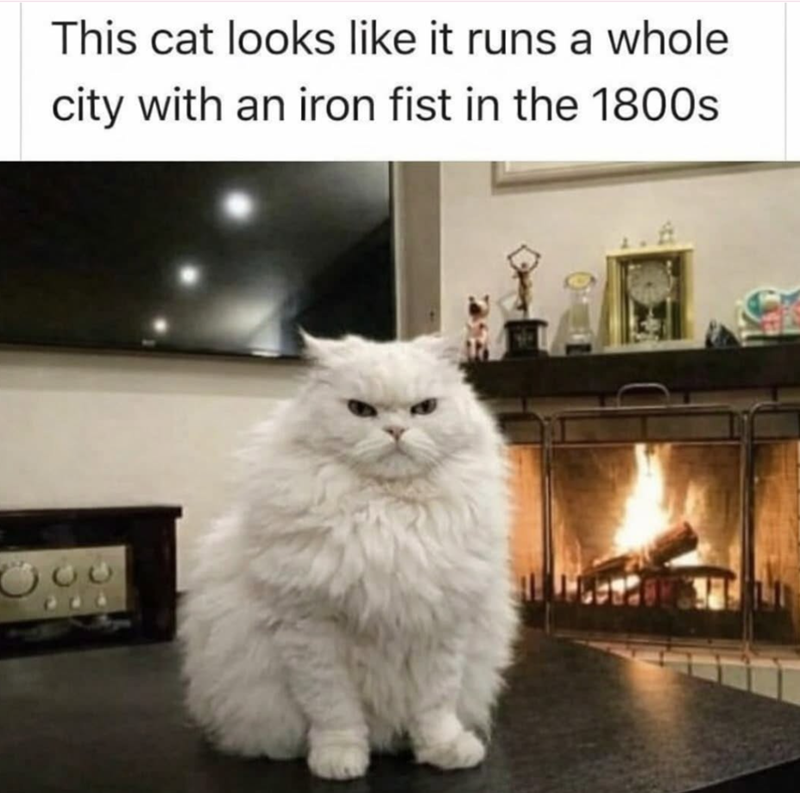 This cat looks like it runs a whole city with an iron fist in the 1800s