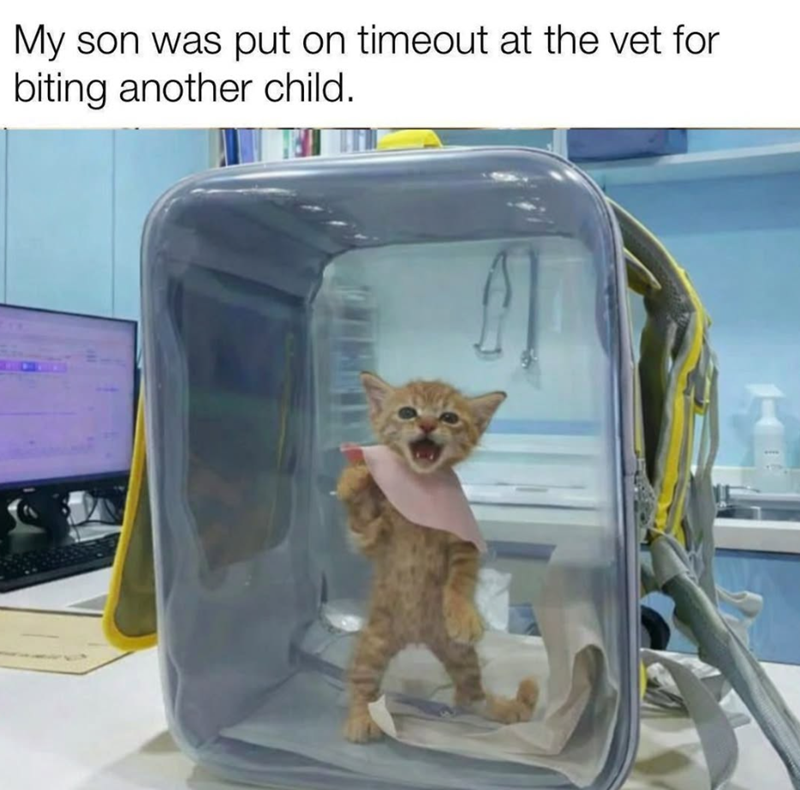 My son was put on timeout at the vet for biting another child.