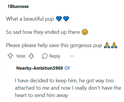 1 Bluenose What a beautiful pup So sad how they ended up there Please please help save this gorgeous pup A ✩ Vote Vote Reply Nearby-Ambition5969 OP I have decided to keep him, he got way too attached to me and now I really don't have the heart to send him away