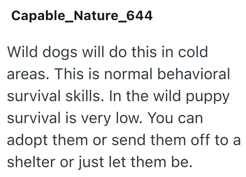 Capable_Nature_644 Wild dogs will do this in cold areas. This is normal behavioral survival skills. In the wild puppy survival is very low. You can adopt them or send them off to a shelter or just let them be.