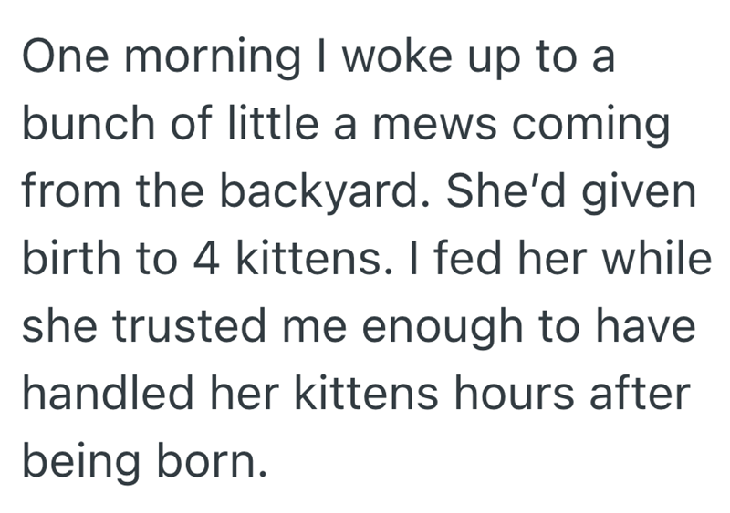 One morning I woke up to a bunch of little a mews coming from the backyard. She'd given birth to 4 kittens. I fed her while she trusted me enough to have handled her kittens hours after being born.